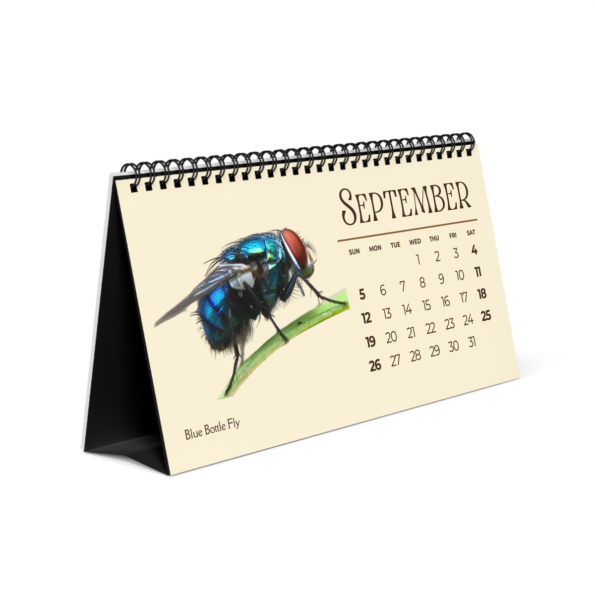 Incredible Insects of 2027 Desktop Calendar