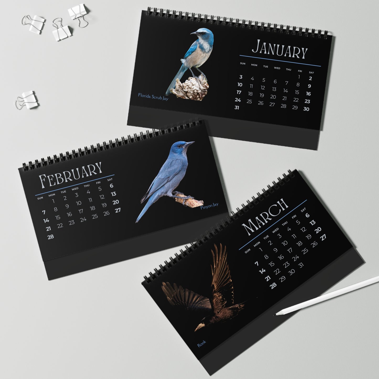 Cool Corvids of 2027 Desktop Calendar