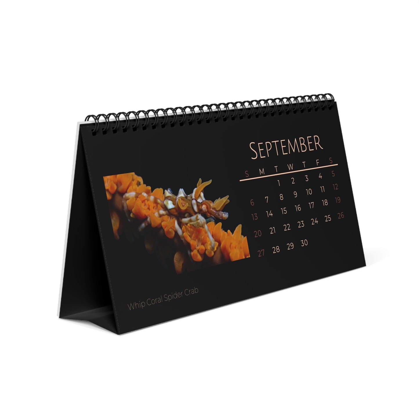 Captivating Crabs of 2026 Desktop Calendar