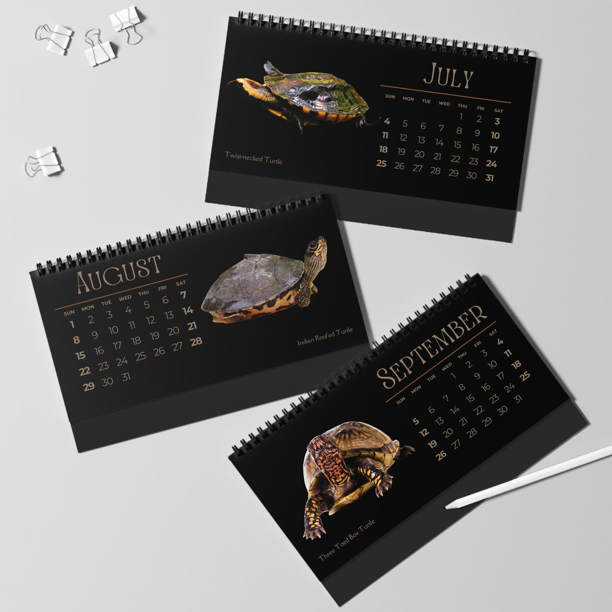 Toughest Turtles of 2027 Desktop Calendar