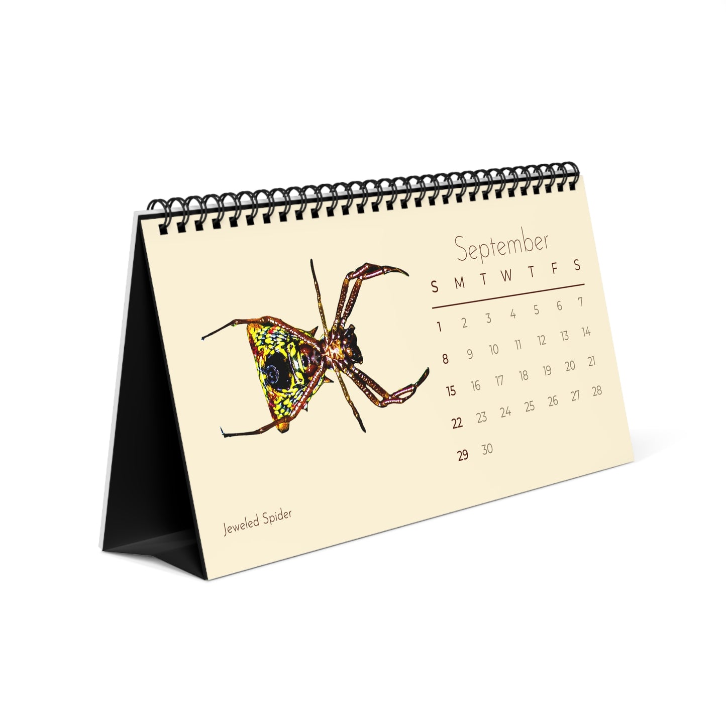 Spiders of 2024 Desk Calendar