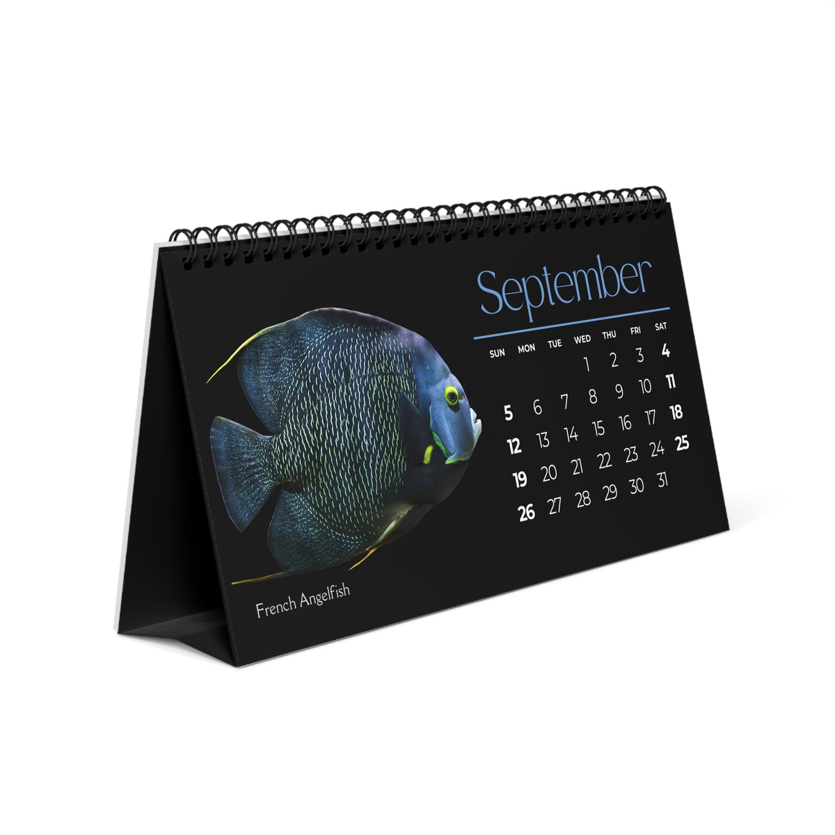 Fabulous Fish of 2027 Desktop Calendar